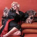 Wallpaper Milton Greene (27) - Dog / Oriental Sitting