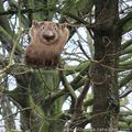 Wombat