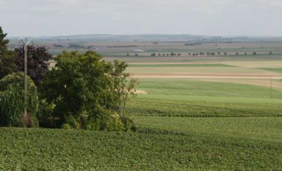 Elfique des vendanges...