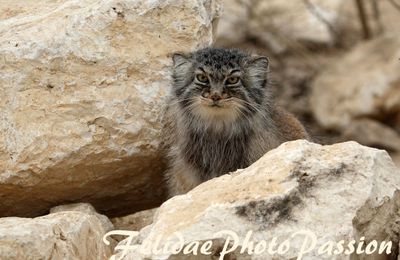 Manul