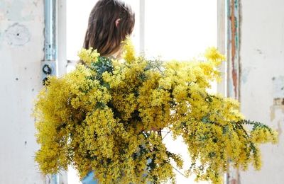 Le mimosa, le rayon de soleil au coeur de l'hiver (astuces conservation d'un bouquet)