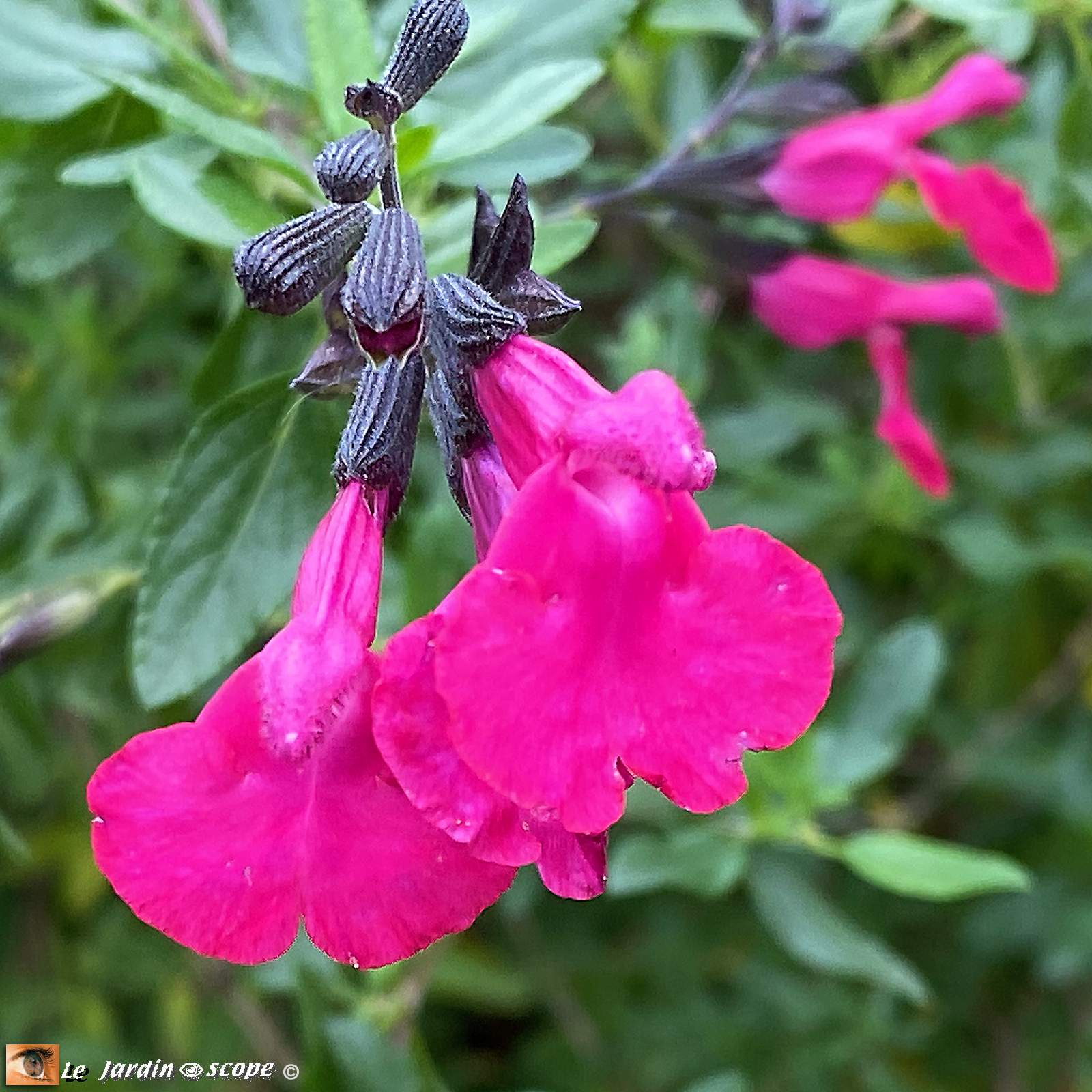 Salvia microphylla grahamii