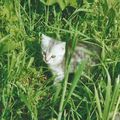 CHATON les premiers pas dans l'herbe