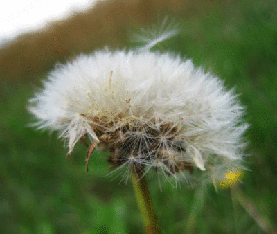 La quiétude de l'été