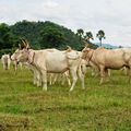 Kho Lamphum / โคขาวลำพูน