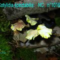 COTYLIDIA