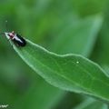 Phytophages, ils menacent les céréales...!