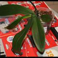 Rempotage phalaenopsis n°8