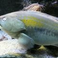 aquarium de monaco-poisson(2)
