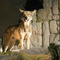 GROS PLAN SUR LES HÉROS DU SPECTACLE "LE SECRET DES LOUPS" - Parc des Légendes 
