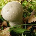 lycoperdon a pierreries