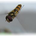survol d'un syrphe (Episyrphus balteatus) usurpatrice d’identité au dessus d'une fleur ... c'est une mouche :))