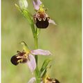 Ophrys abeille : Ophrys apifera