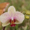 Orchidée