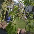 Une fleur parfumée attendue au printemps