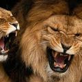 LE FANTÔME ET LES TENEBRES LES DEUX LIONS PROTECTEURS DE TSAVO AU KENYA !