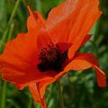 Gentil coquelicot