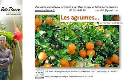 🍋 Les agrumes conseils et entretien par Paysagiste Pays Basque Paysagiste Landes