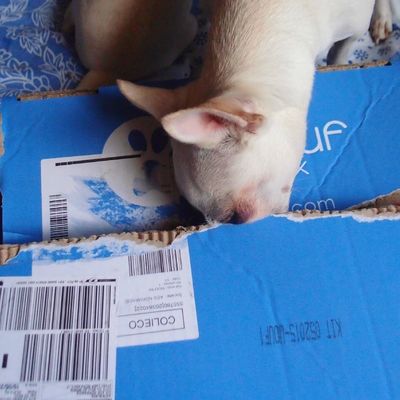 WoofBox n°2