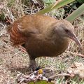 AUSTRALIE - Sur l'île Lord Howe, quand les rongeurs sont partis, les oiseaux dansent