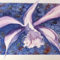 Orchidée : Pleione