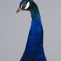 Peacock, Pavo cristatus