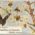 PAPILLONS ET INSECTES