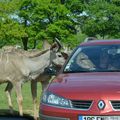 Les animaux et les Hommes...