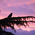 La Corneille, les Corvidés