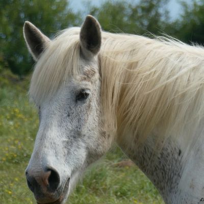 Les chevaux du grand Verger.