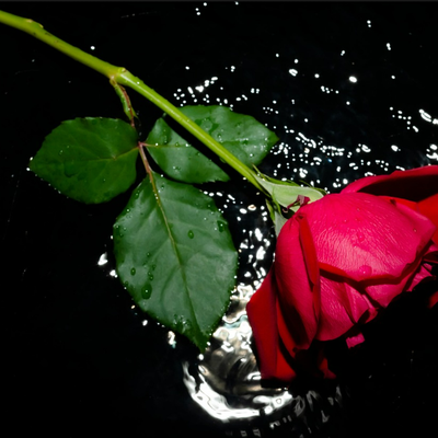 Elle est très décorative ....mais existe-t-il une fleur plus romantique que la rose ?