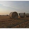 Angélus et glaneuses - 2013