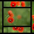 Coquelicots