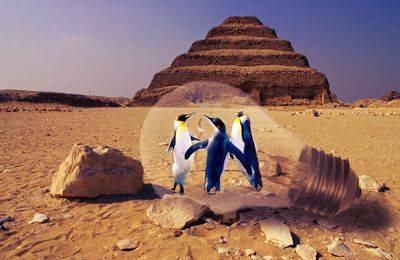 des pingouins au sahara