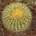 Echinocactus grusonii 