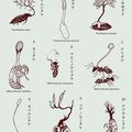 Atelier Cordiceps 冬虫夏草 dirigé par Yoshimi Sensei