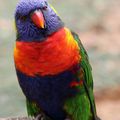 AVES - LORIQUET à Tête Bleu - Trichoglossus Haematodus