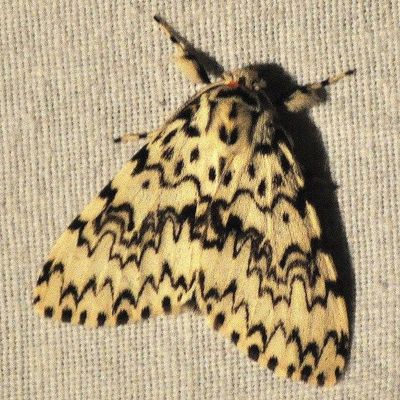 Lymantria monacha ,Nonne, Bombyx moine, Cul-noir