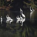 Le Pelican est "installé" à Porto Vecchio .