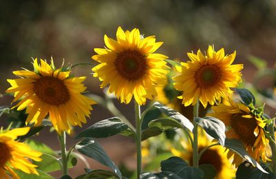 Tournesols