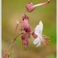 GERANIUM MACCRORRHIZUM