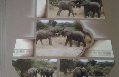 Éléphants en Tanzanie 