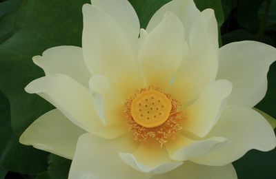 Lotus et bouche cousue (devant tant de beauté)