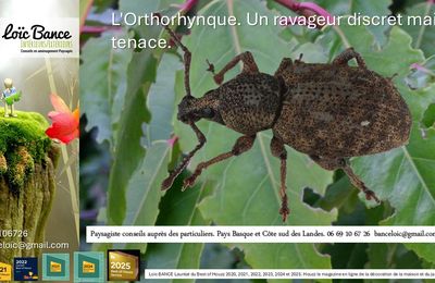 Otiorhynque ou Orthorhynque par paysagiste Pays Basque Paysagiste Landes jardins d'ici.