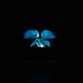 La Danseuse (2016) de Stéphanie Di Giusto