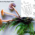 Psilocybe des graminées