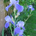 Iris au jardin