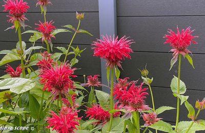 Les monardes, ces vivaces à la floraison ébouriffée