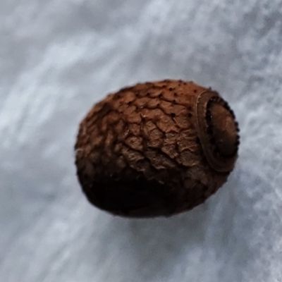 Les phasmes de la classe