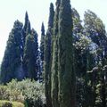 CUPRESSUS sempervirens